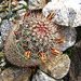 Boyd Deep Canyon Fishhook Mammillaria Cactus (9283)