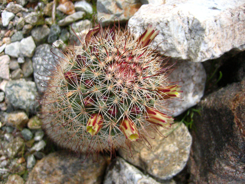 Boyd Deep Canyon Fishhook Mammillaria Cactus (9283)