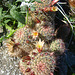 Boyd Deep Canyon Fishhook Mammillaria Cactus (9334)