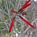 Boyd Deep Canyon Hummingbird Bush (9273)