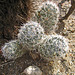Boyd Deep Canyon Mammillaria (9279)