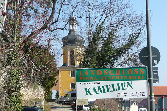 Kamelienblütenschau im Barockschloß Zuschendorf - Pirna