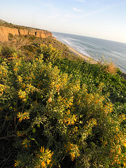 San Onofre Beach From Trail 1 (7105)