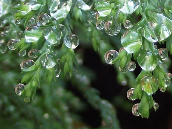 Tiny raindrops on the fir leaves