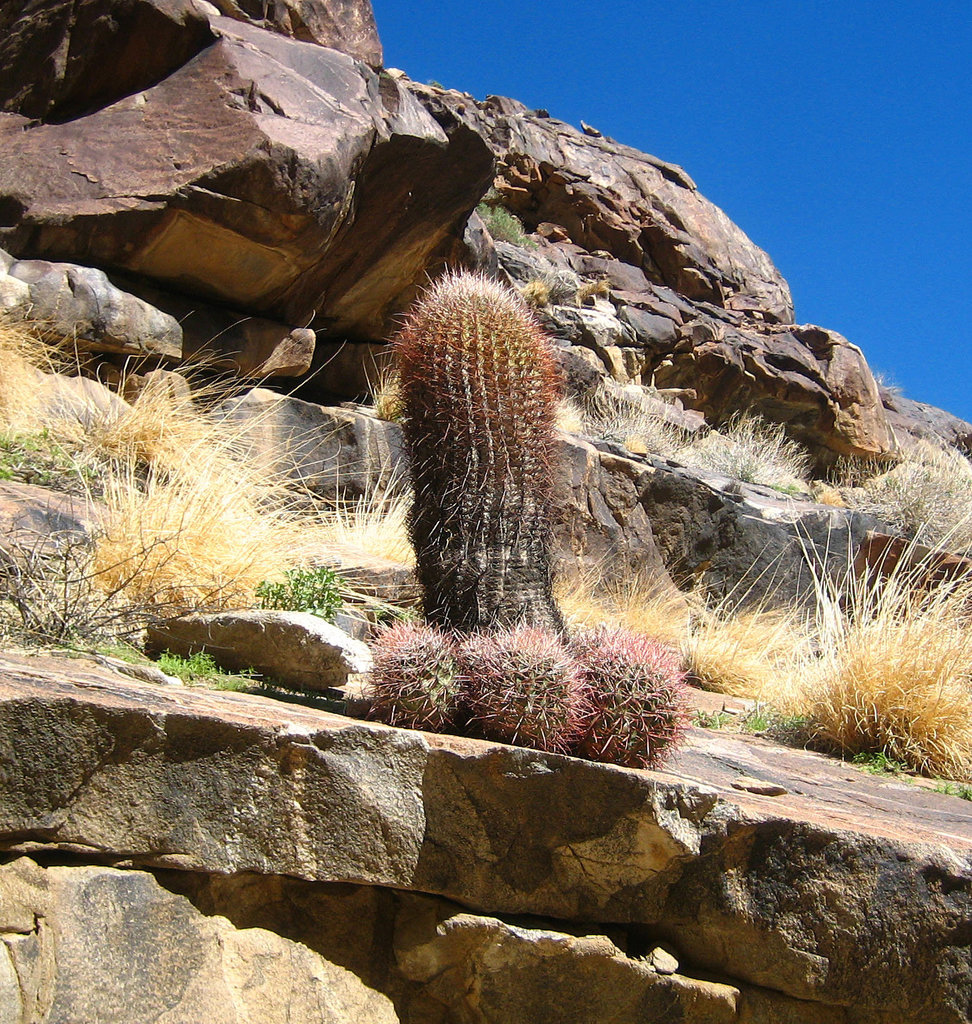 Barrel Cactus (9091)