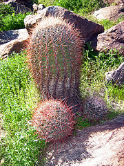 Barrel Cactus (9104)