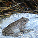 Tiger Creek Frog (9101)