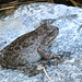 Tiger Creek Frog (9102)