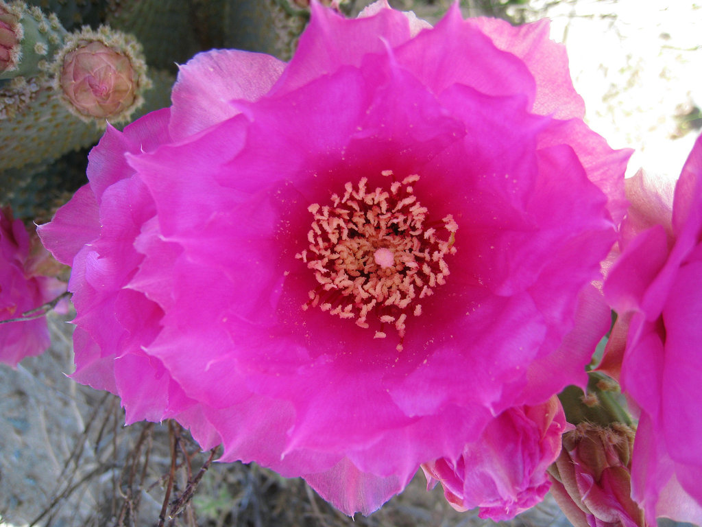 Cactus Flower (0421)