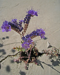 Desert Flower (0449)