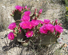 Flowering Cactus (0419)