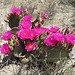 Flowering Cactus (0419)