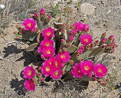 Flowering Cactus (0420)