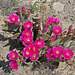 Flowering Cactus (0420)