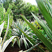 Algarve, Zoo Garden of Lagos, cactus (2)