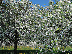 Streuobst - Apfelblüte