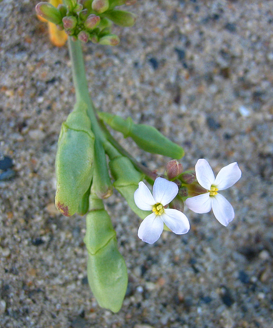 Beach Flower (9179)
