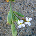 Beach Flower (9179)