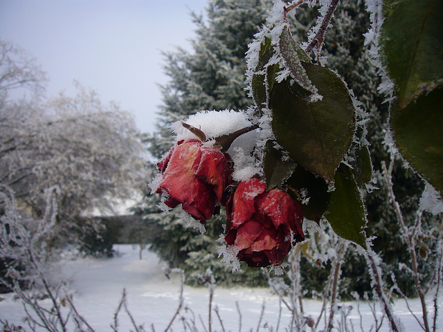 Winterrose - la rose d´hiver