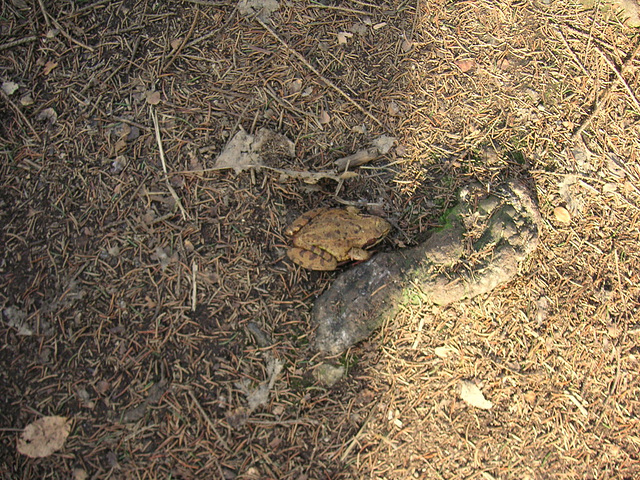 Erdkröte - crapaud de terre