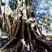 Coimbra, Quinta das Lágrimas, Australian banyan - ficus macrophylla - (2)
