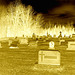 Immaculate heart of Mary cemetery - Churubusco. NY. USA.  March  29th 2009 -  En négatif sepia