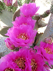 Cactus Flowers (0422)