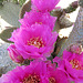 Cactus Flowers (0422)
