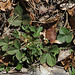 Potentilla micrantha - Potentille à petites fleurs