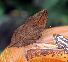? Blatt oder Schmetterling - feuille ou papillon - leaf or butterfly ?
