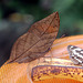 ? Blatt oder Schmetterling - feuille ou papillon - leaf or butterfly ?