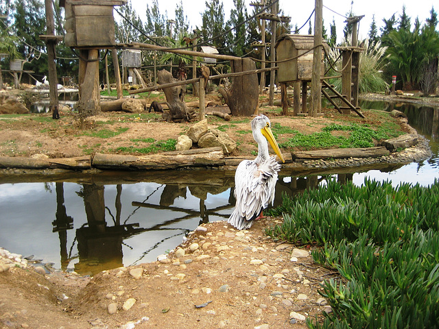 Algarve, Zoo Garden of Lagos, dreaming of fresh fish