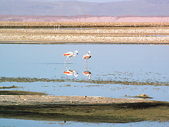 Salar d'Atacama (Flamans rose) 3