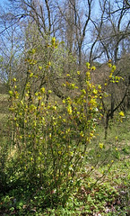 Buisson de Mahonias