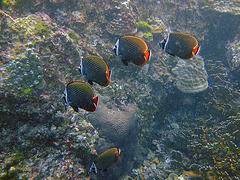 Some butterfly fish go in pose