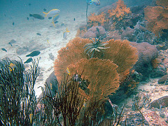Gorgonian also called sea whip or sea fan