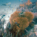Gorgonian also called sea whip or sea fan
