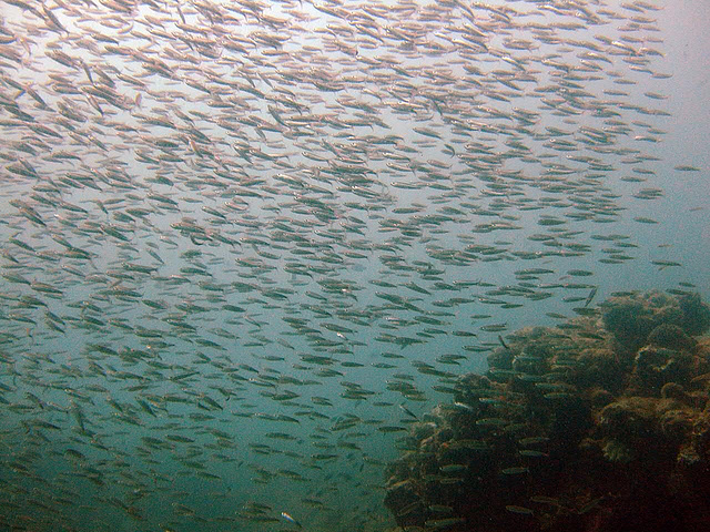 A shoal of fish darken the light under water
