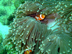 Nemo is looking
