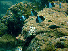 Other croup of butterfly fish