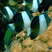 Close to the butterfly fish