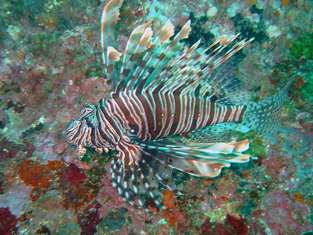 One more Lion Fish