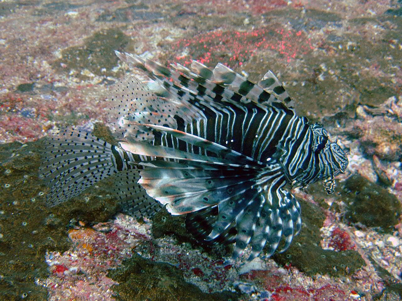 One more Lion fish