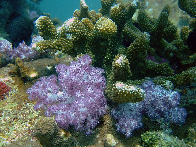 Soft coral in nice colors