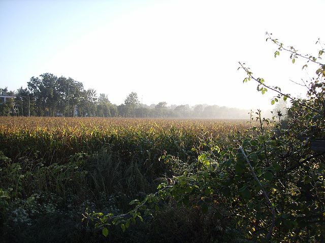 09 cornfield in september