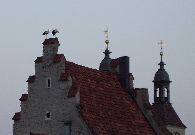 storks