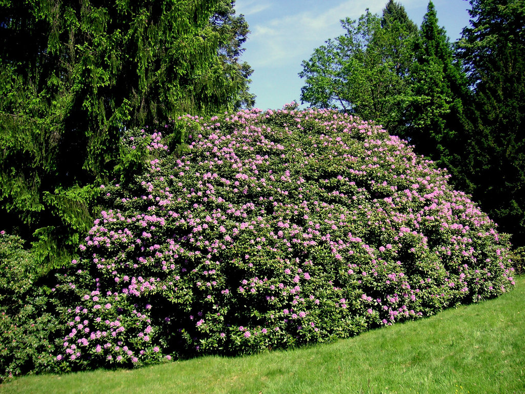 Rhododendron bei Rathen