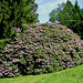 Rhododendron bei Rathen