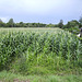 07 cornfield in july