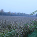 10 field in october (with corn)